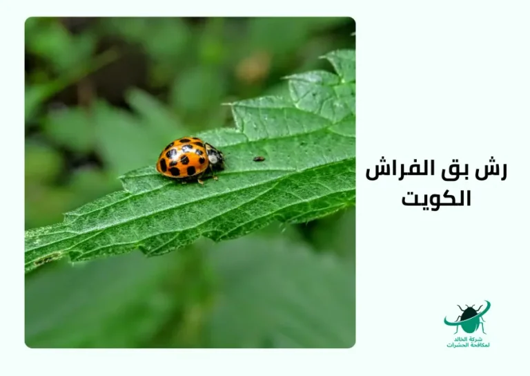 رش بق الفراش الكويت