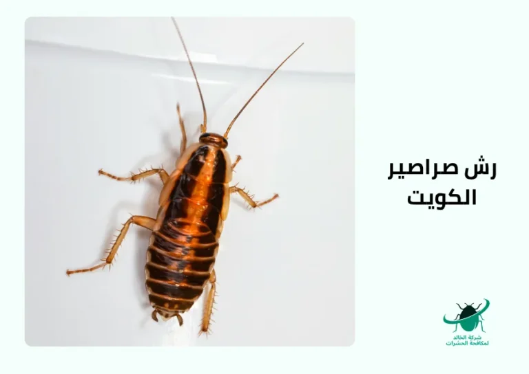 رش صراصير الكويت
