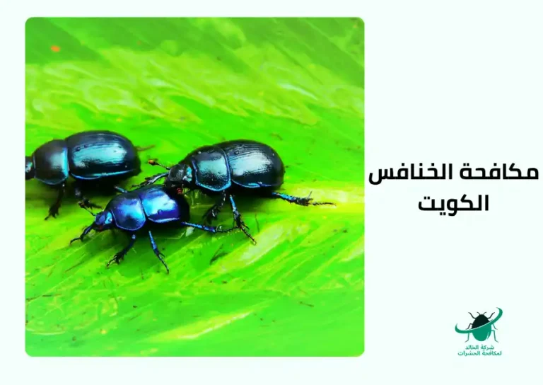 مكافحة الخنافس الكويت