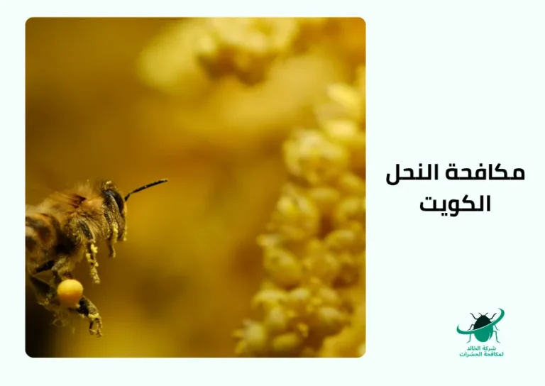 مكافحة النحل الكوي