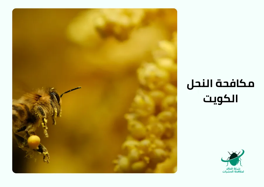 مكافحة النحل الكوي