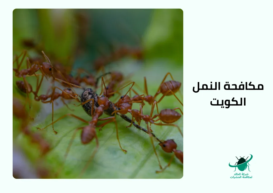 مكافحة النمل الكويت